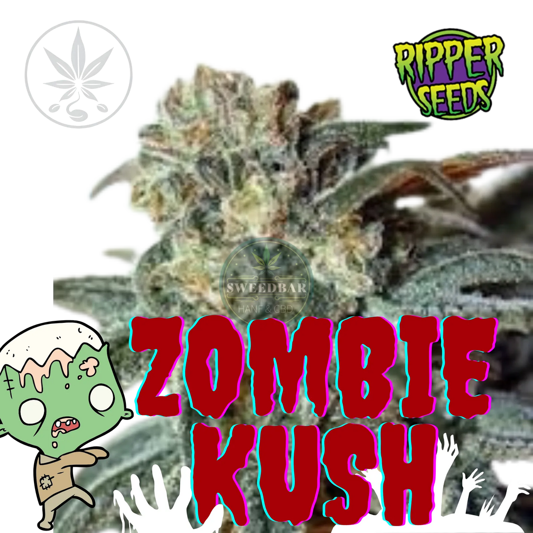 Cannabis Steckling Zombie Kush-HHCFriends