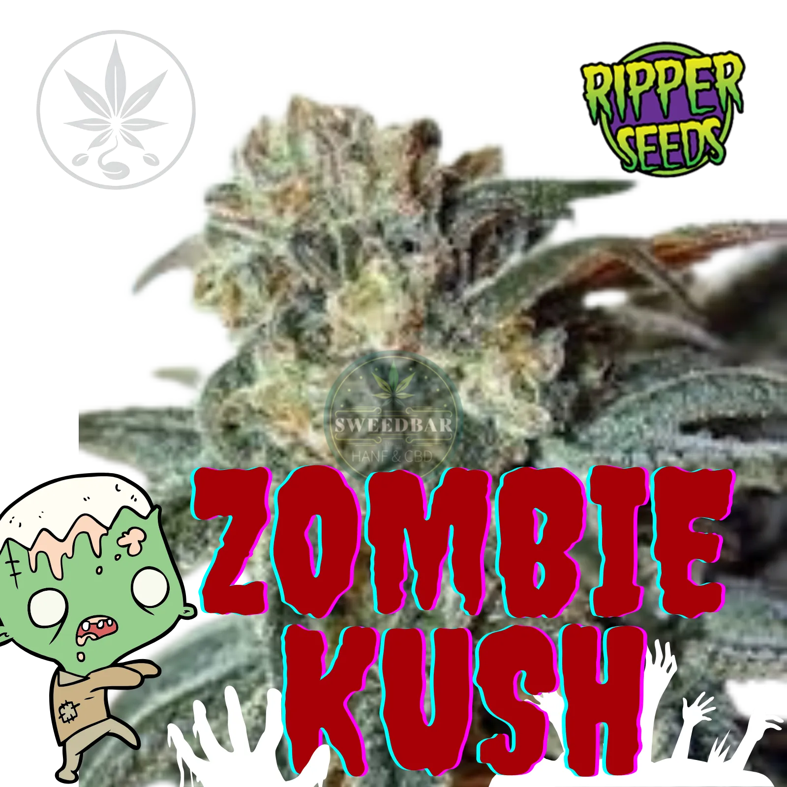 Cannabis Steckling Zombie Kush-HHCFriends