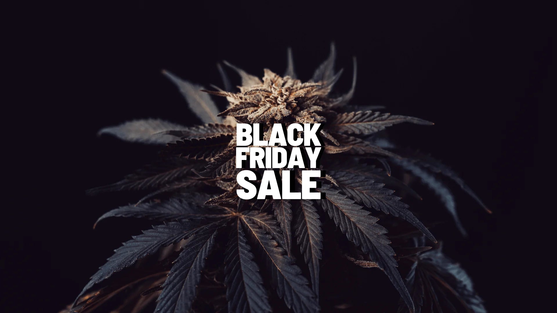 Black Friday Sale Angebote HHC Produkte 