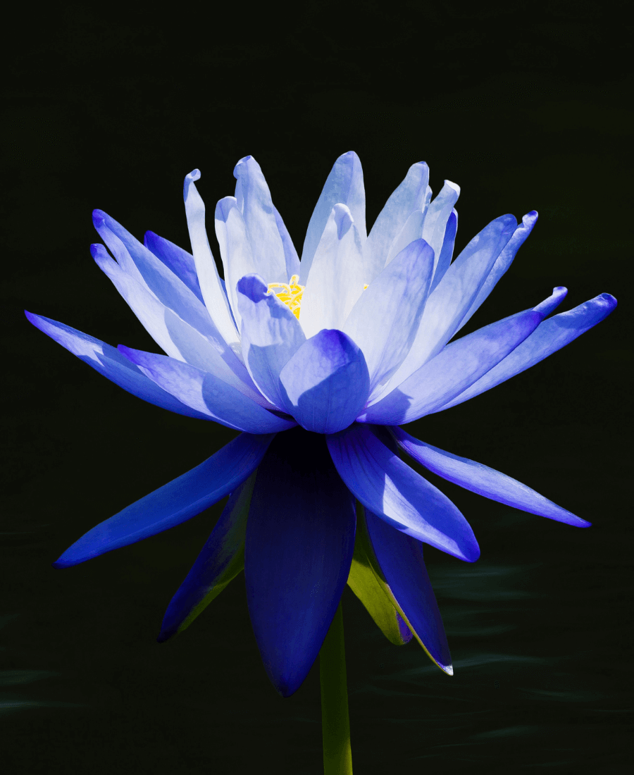 Blauer Lotus Pflanze