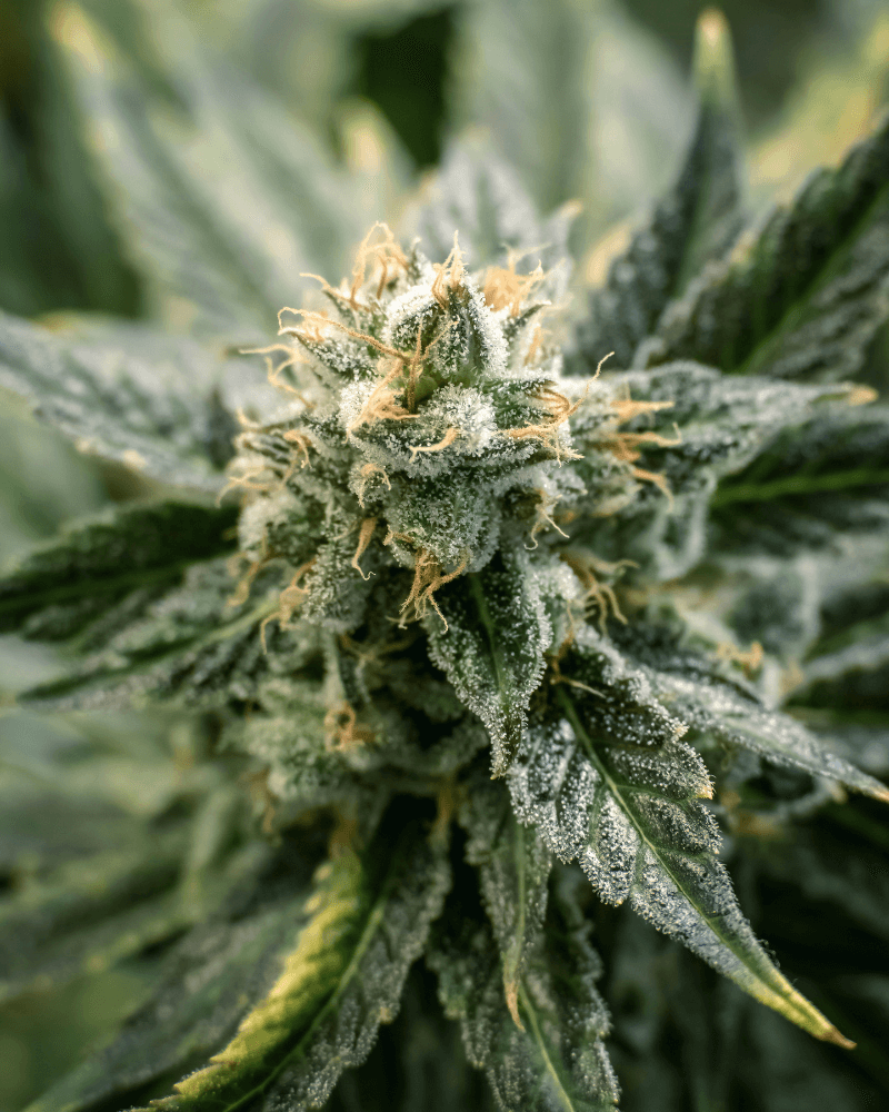 Cali genetics Cannabis