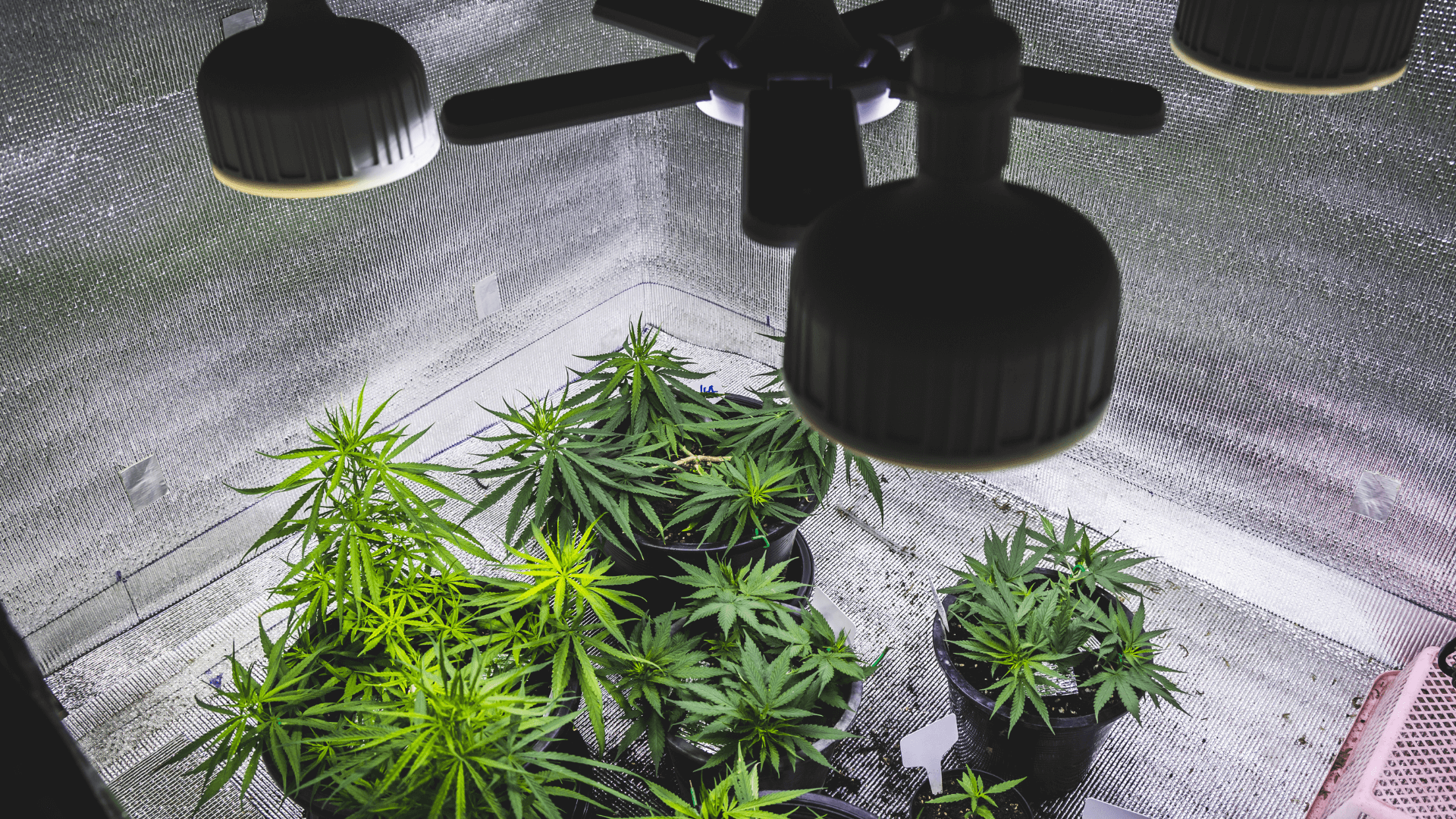 Cannabis anbau grow