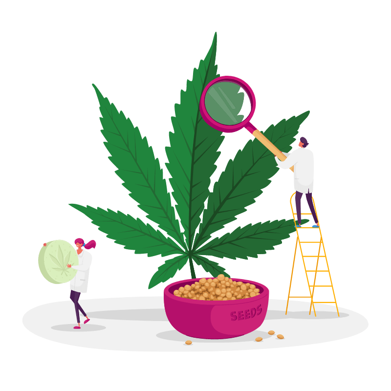 Cannabis Forschung