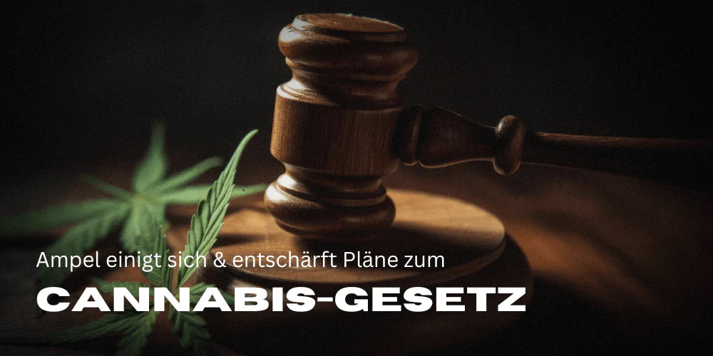 Cannabis Gesetz
