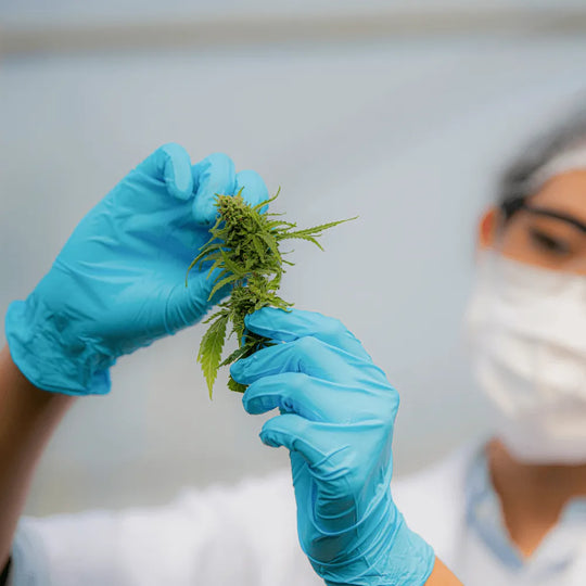 THC Gehalt messen (Analyse) HHCFriends