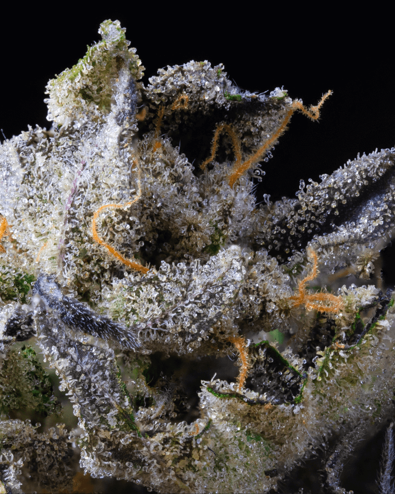 Dosidos 33 Trichome