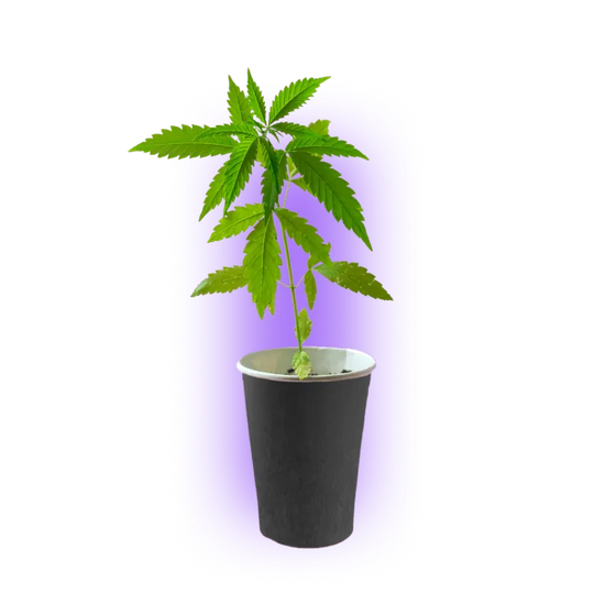 Premium Cannabis Stecklinge Gelato #45 HHCFriends