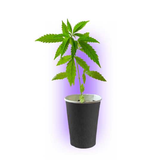Premium cannabis cuttings Zombie Kush