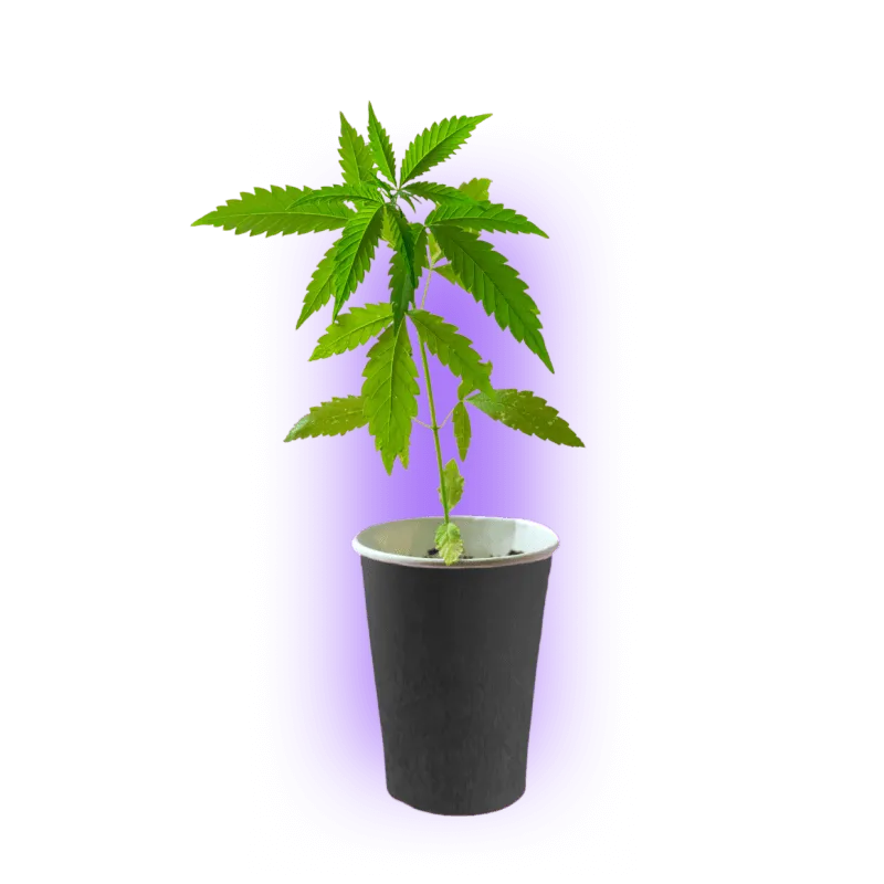 Cannabis Stecklinge Wedding Cake HHCFriends