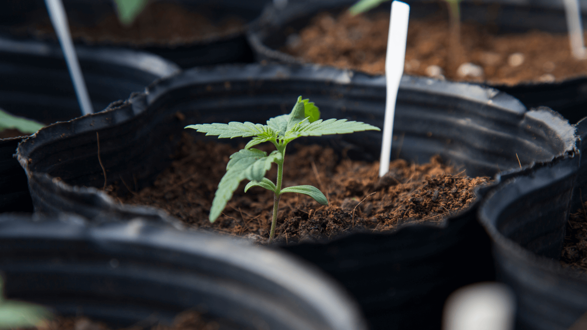 Stecklinge Cannabis Hanfpflanze