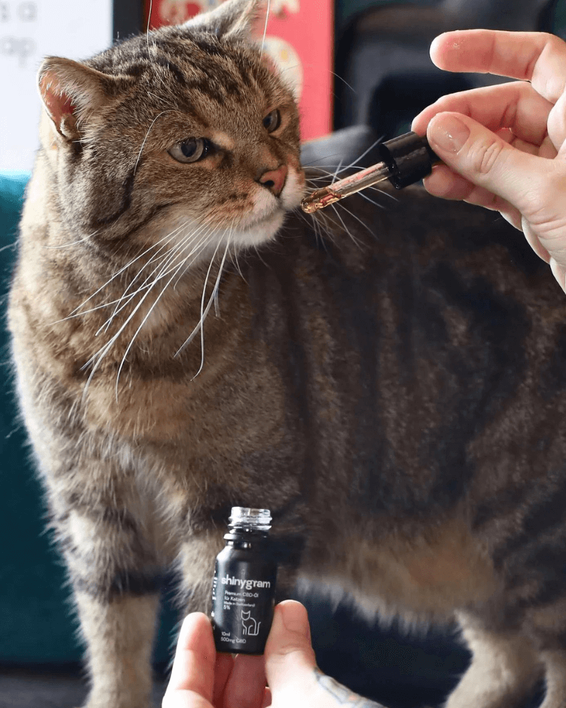 Nebenwirkungen von CBD Öl bei Katzen und Kater