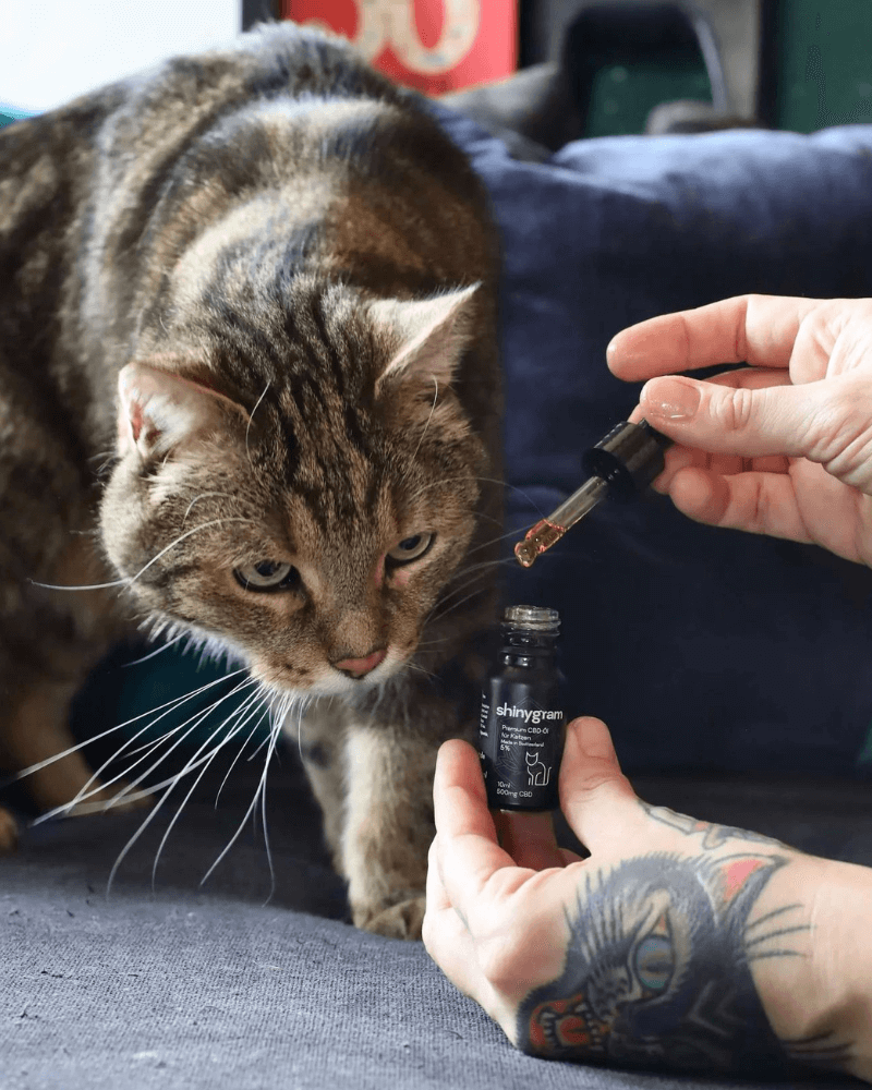 Nebenwirkungen von CBD Öl bei Katzen