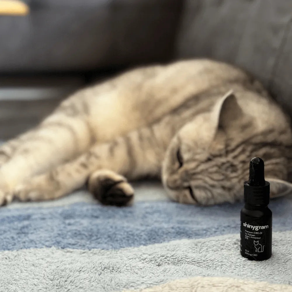 CBD-Öl für Katzen 5% HHCFriends