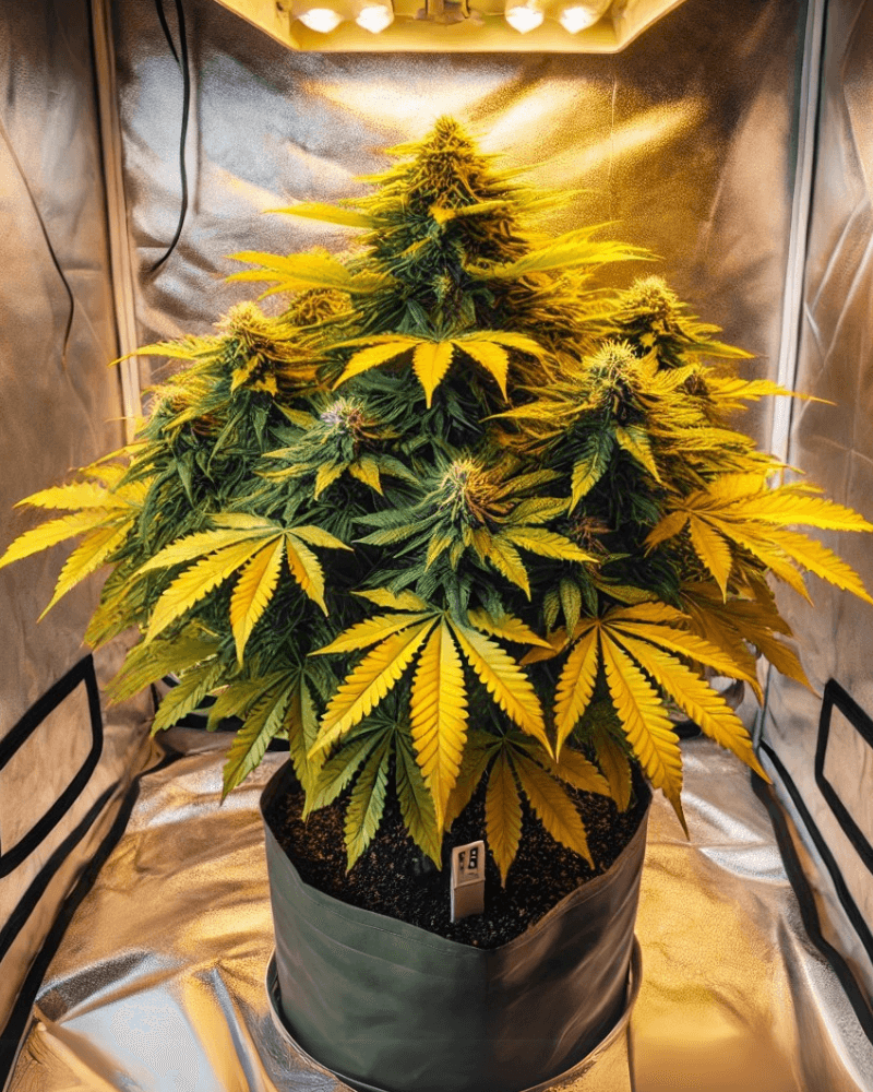 Cannabis Gelbe Blätter Ursachen und Lösungen