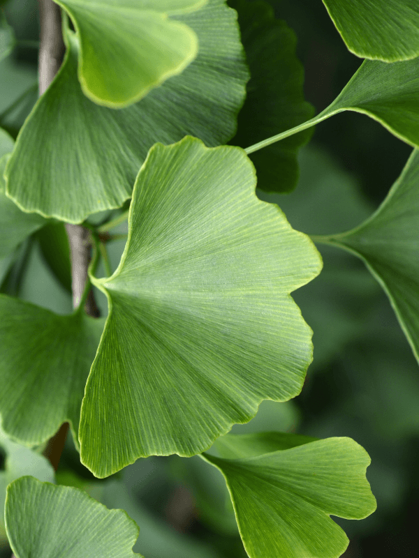 Gingko Extrakt