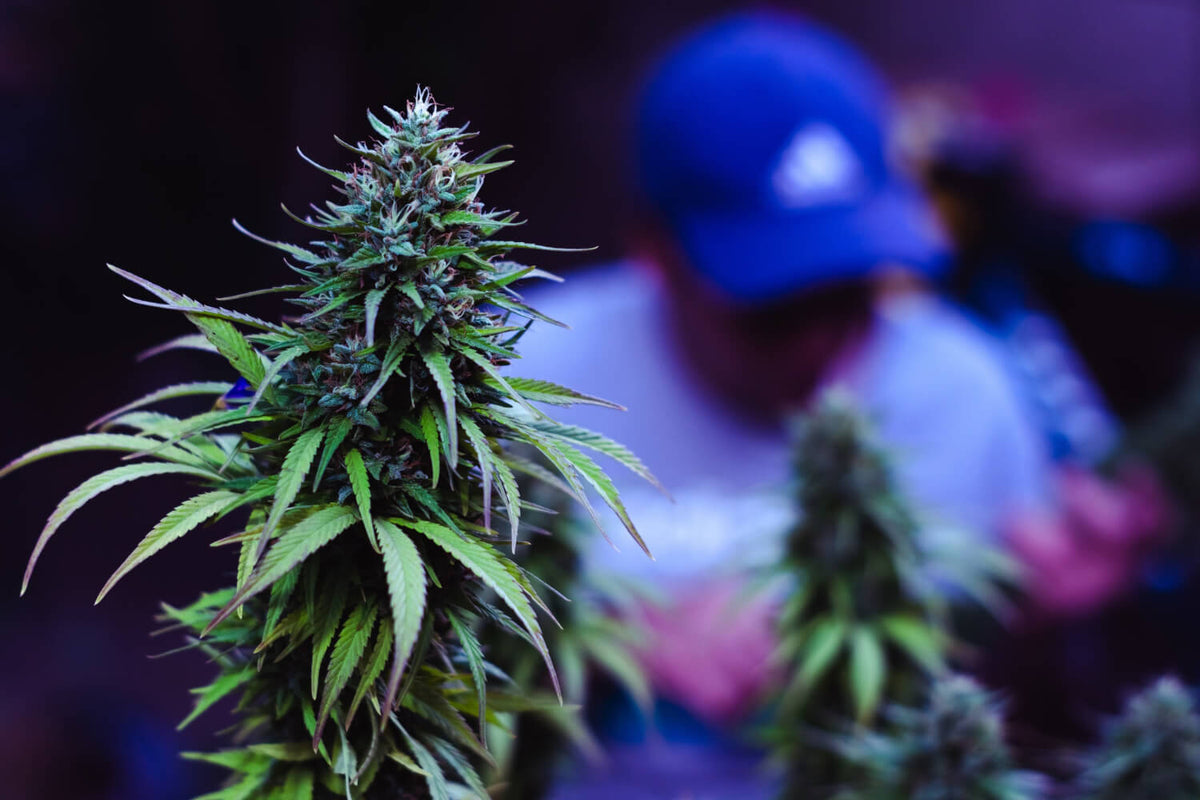 Runtz Weed – Premium Cannabis Strain mit Top-Qualität - Blue Runtz Strain Indica Or Sativa