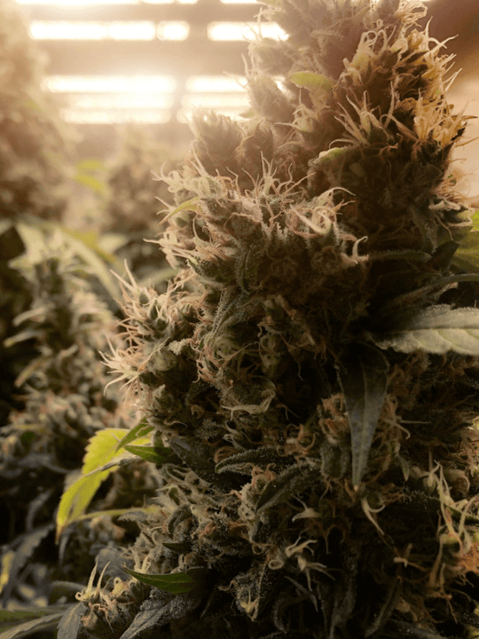 Frozen Hash Cannabis Alles was du wissen musst