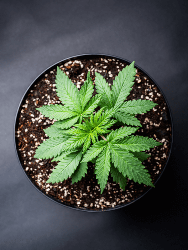 Rechte und Pflichte beim Cannabisanbau pro Person