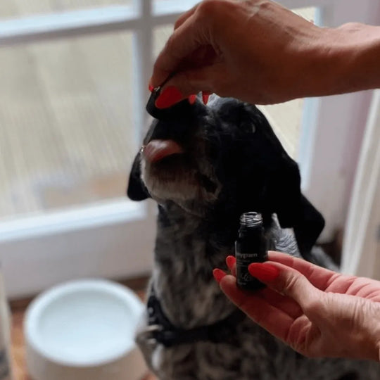 CBD Öl für Hunde 5% HHCFriends