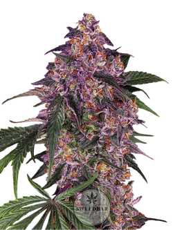 Cannabis Seeds Purple Auto 3pcs