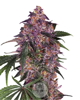 Cannabis Seeds Purple Auto 3Stück-HHCFriends