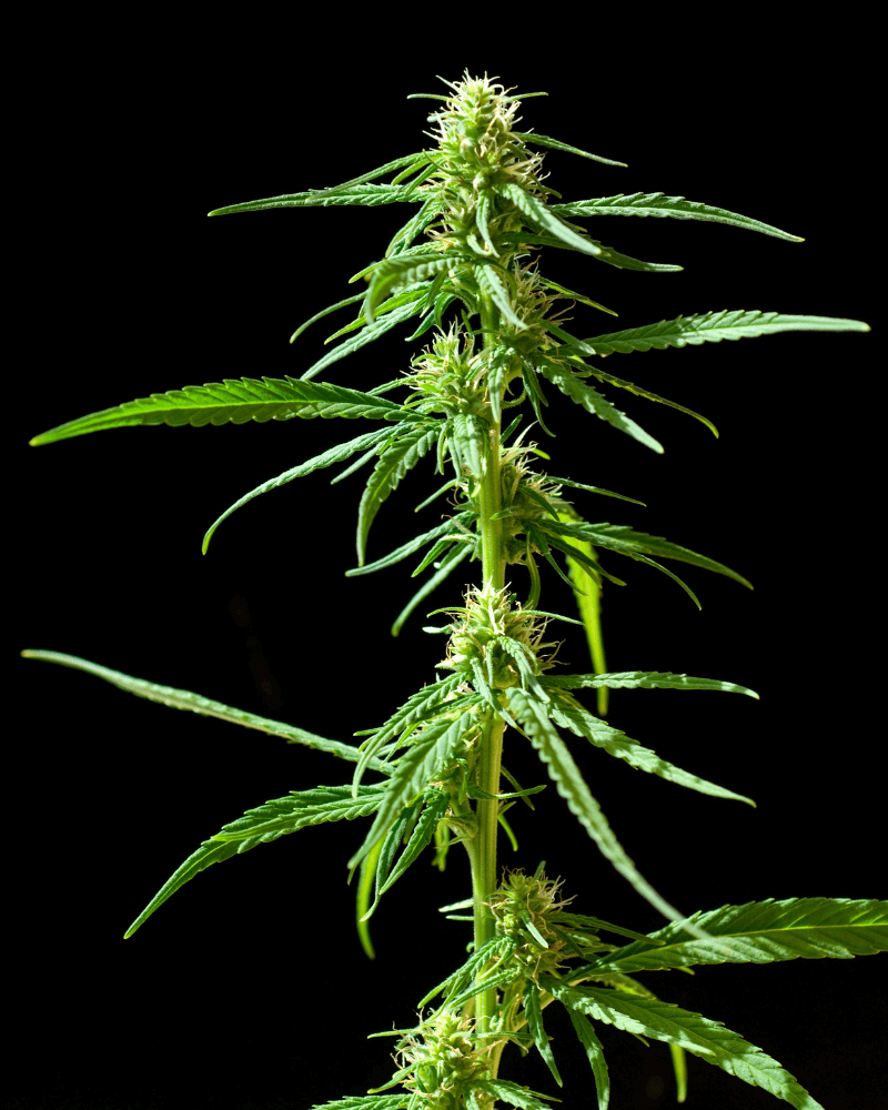 Dosidos Auto