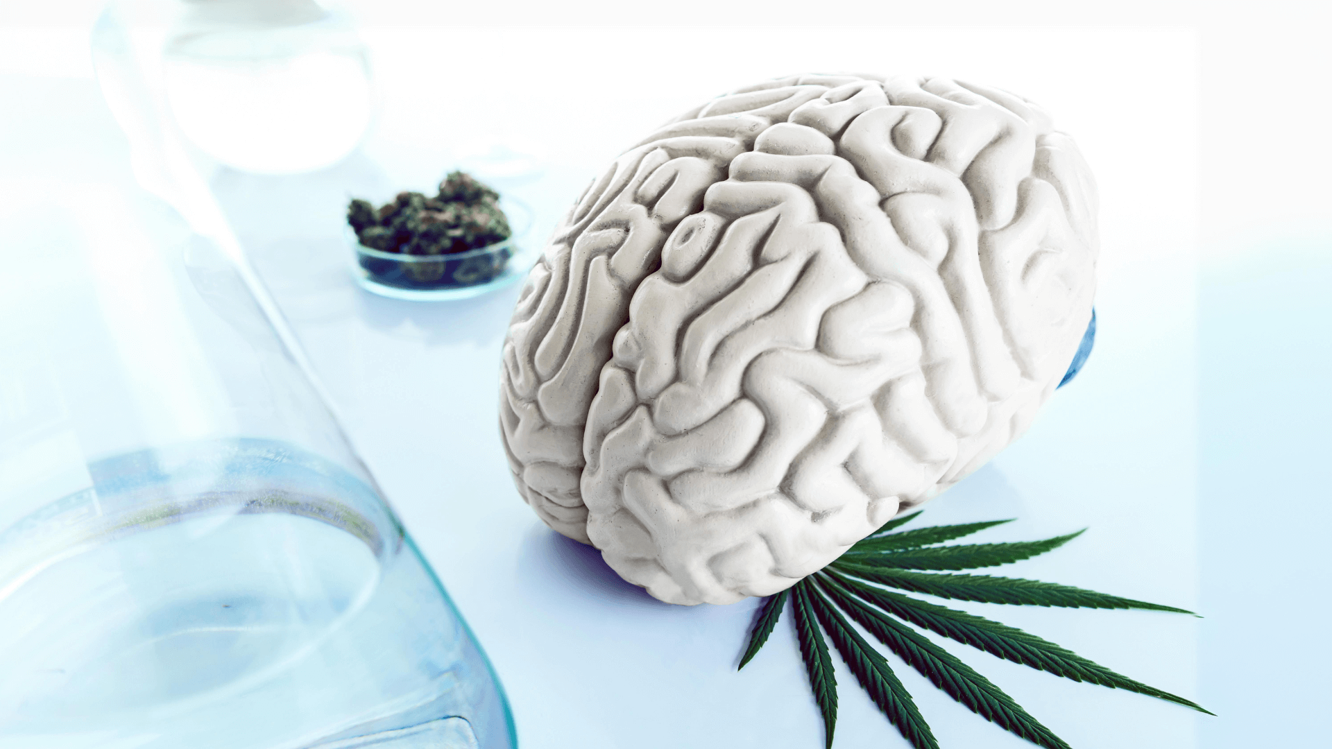 Langzeitfolgen Cannabiskosum Gehirn