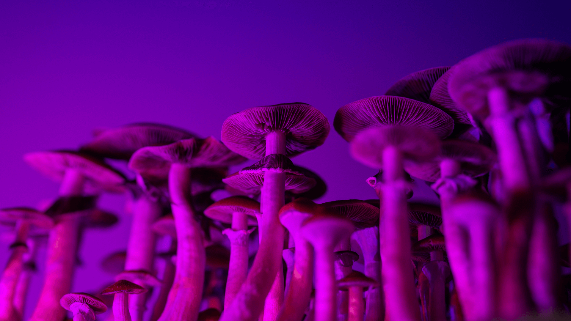 Magic Mushroom Muscimol Pilze kaufen
