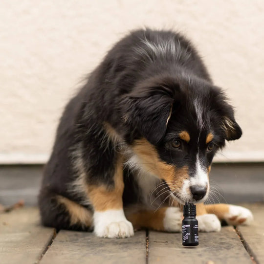 CBD Öl für Hunde 5% HHCFriends