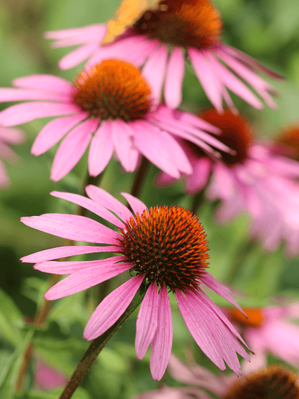 Echinacea Tropfen