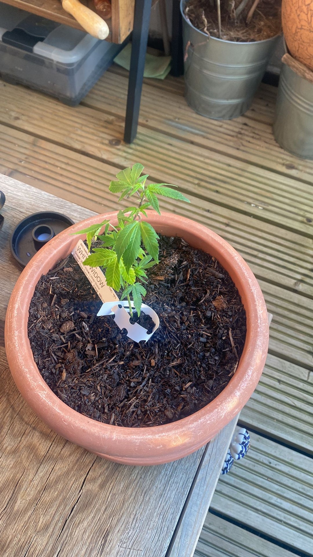 Premium cannabis cuttings Wedding Cake