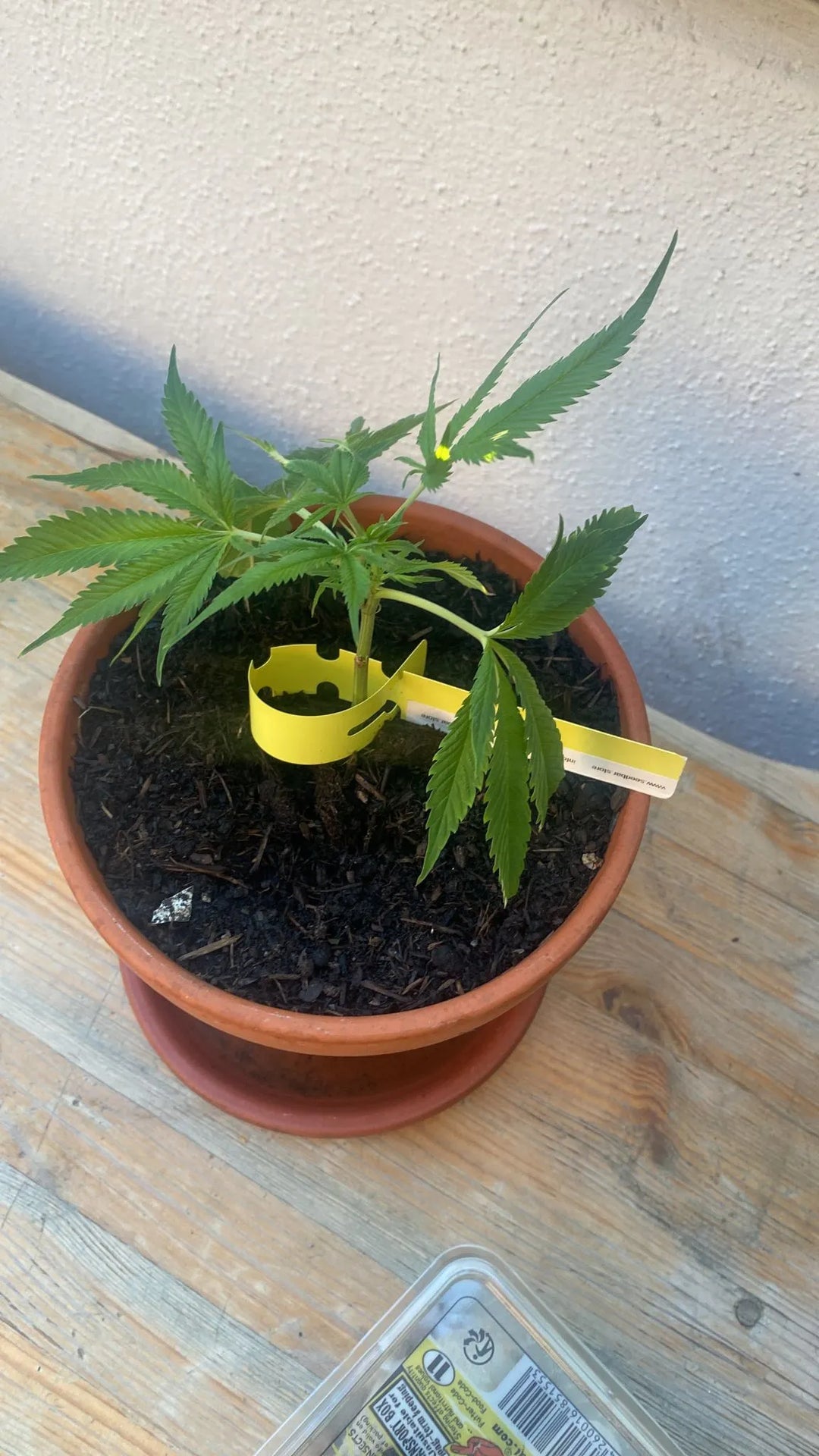 Cannabis Stecklinge Amnesia Core Cut HHCFriends