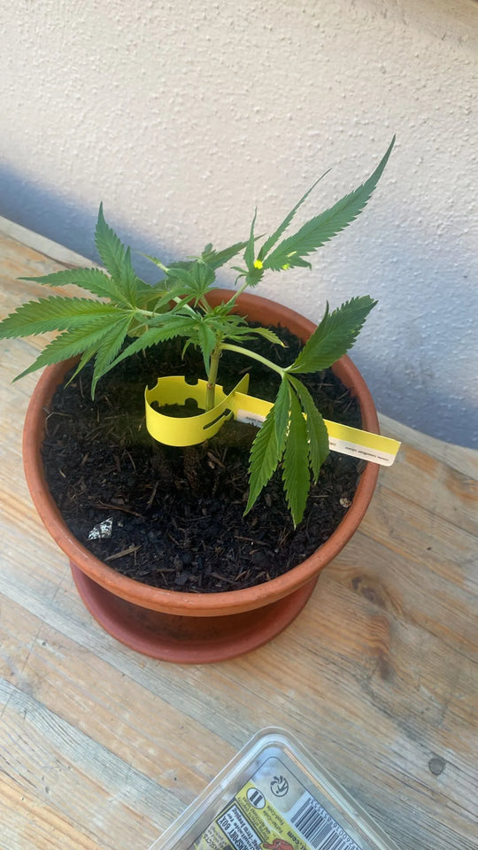 Premium Cannabis Stecklinge Gelato #45 HHCFriends