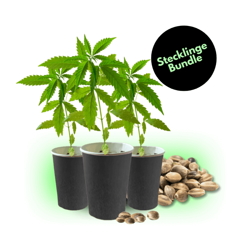 Stecklinge Bundle