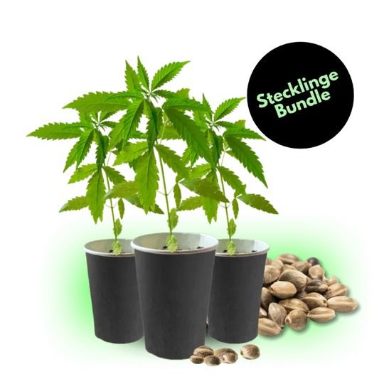 Stecklinge Bestseller Bundle-HHCFriends