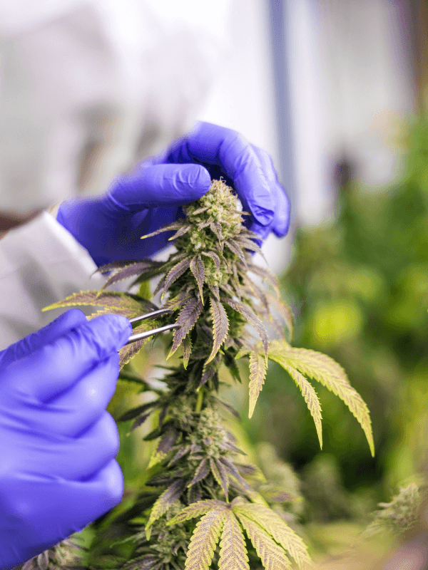Cannabis Blüte wird von behandschuhten Händen untersucht